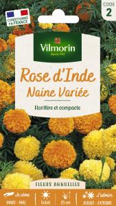 Rose d'Inde Naine Variée